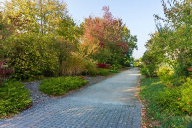 Güney Seattle Koleji 'ndeki bir botanik bahçesinde renklerle dolu ağaçlar..