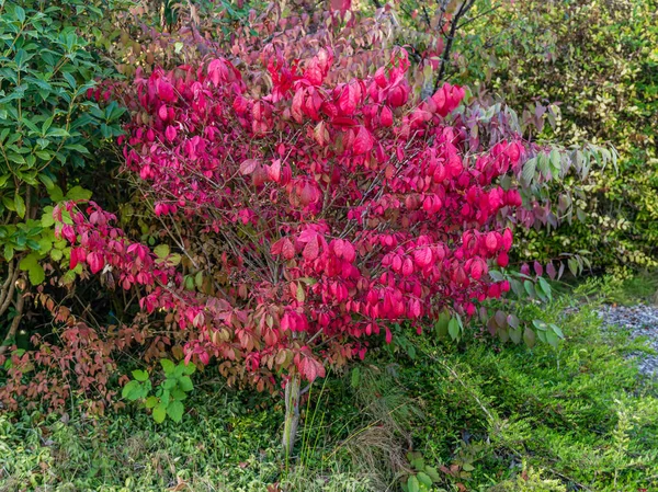 Brilantní Červené Listy Stromě South Seattle College Podzim — Stock fotografie