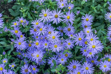 Güney Seattle, Washington 'daki mor papatyaların arka plan çekimi..