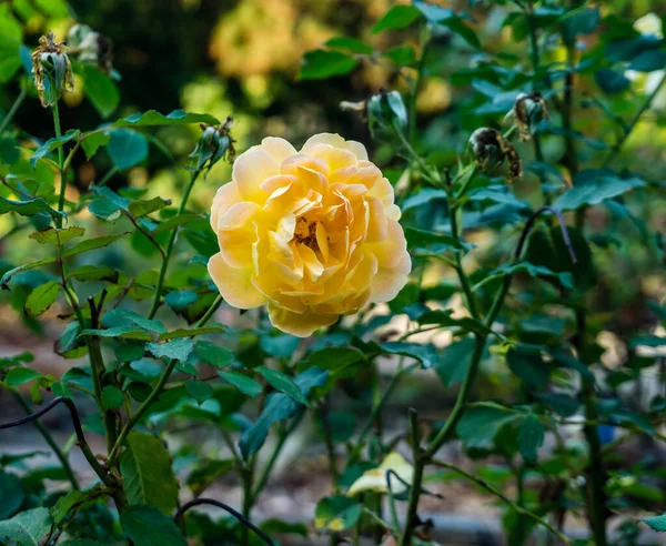 Plan Détaillé Une Rose Jaune Dans Jardin État Washington — Photo
