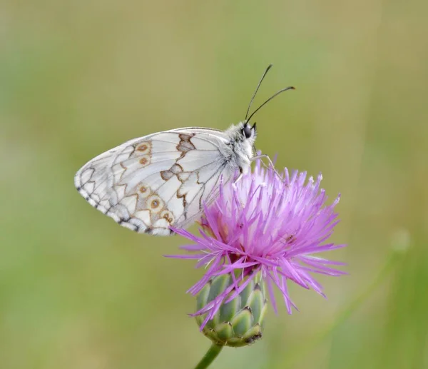 Lepidoptera Melanargia Lachesis Encaramado Una Flor Cardo Vista Lateral Del —  Fotos de Stock