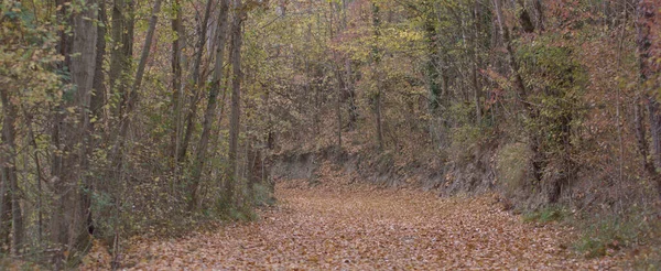 Caminho Poplar Floresta Outono Queda Folhas — Fotografia de Stock