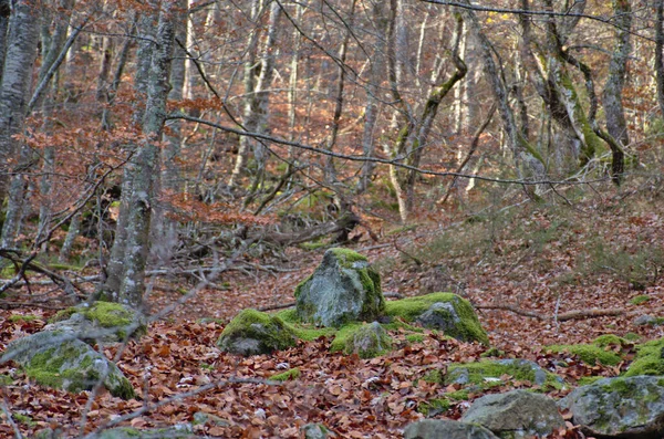 Steine Mit Moos Herbstlicher Buchenwald Gefallene Blätter Braune Farbtöne — Stockfoto