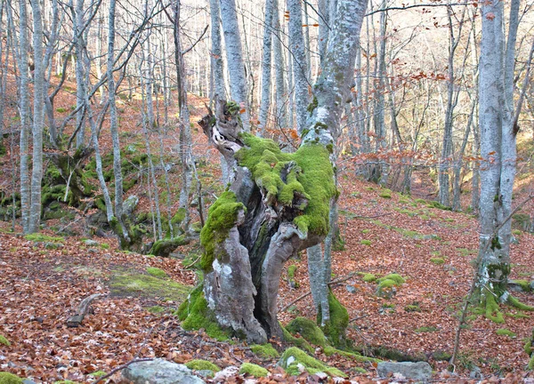 Velho Tronco Faia Floresta Coberto Por Musgo Floresta Faia Outono — Fotografia de Stock