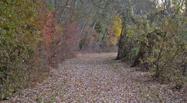 Caminho Coberto Por Folhas Arbusto Natural Sebe Árvores Terra Ribeirinha — Fotografia de Stock