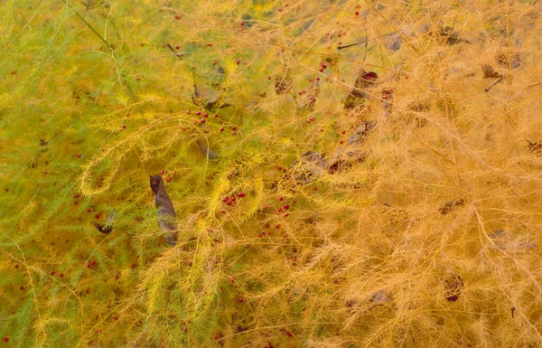 アスパラガス植物 晩秋だ 緑と黄色のトーン 赤い果実 背景色 — ストック写真