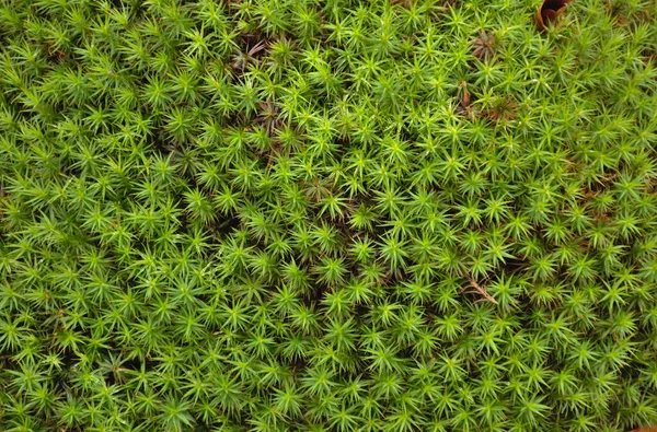 Moss Plantago Subulata Zöld Háttér Árnyalat Ősz Hegyekben — Stock Fotó