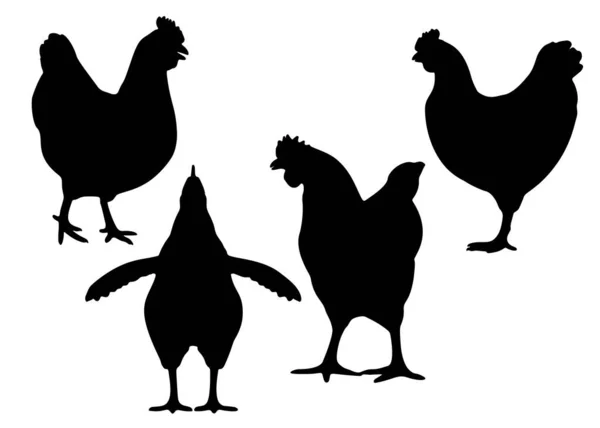 Chickens Large Set Vector Image — Stock Vector