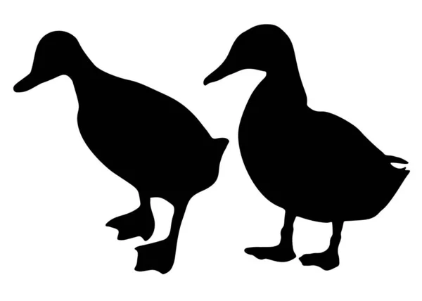 Ducks Big Set Vector Image —  Vetores de Stock