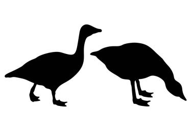 Sette büyük kazlar var. Vektör resmi.