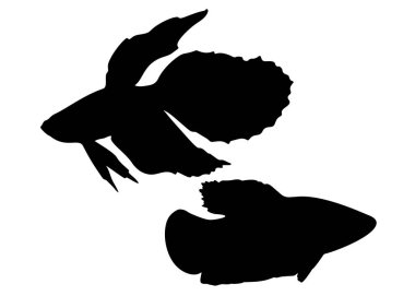 Akvaryum balık horozları bir sette. Vektör resmi.