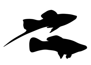 Akvaryum balıkları küçük kılıç kuyruklarıdır. Vektör resmi.