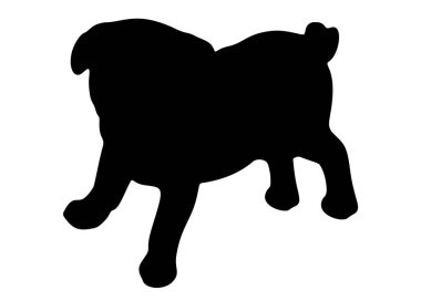 Küçük pug dog. Vektör resmi.