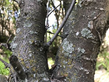 Cennet, dünya, şömineler, çimenler, manzara çiçekler yanıyor.
