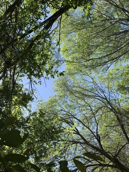 Cennet, dünya, şömineler, çimenler, manzara çiçekler yanıyor.