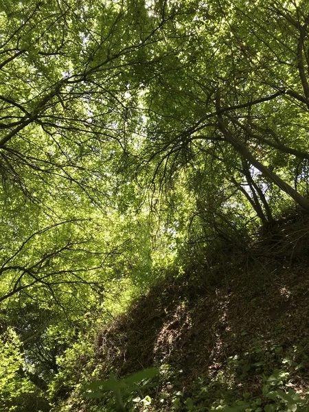 Céu Terra Lareiras Grama Paisagem Fogo Flores — Fotografia de Stock