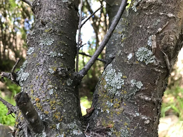 Cennet, dünya, şömineler, çimenler, manzara çiçekler yanıyor.