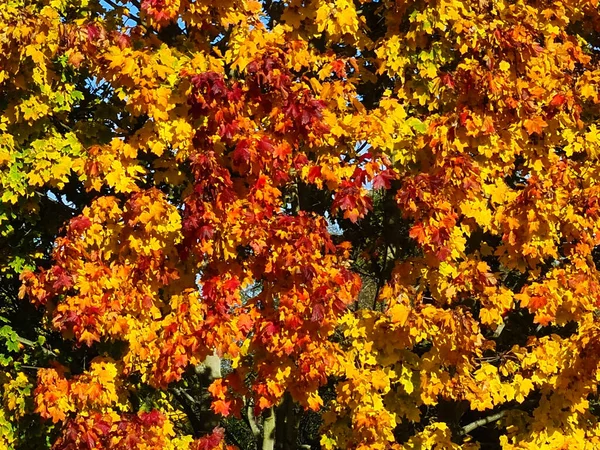 Colourful Autumn Leafs October Germany — Stock Photo, Image