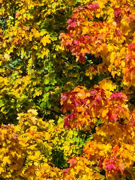 Coloridas Hojas Otoño Octubre Alemania —  Fotos de Stock