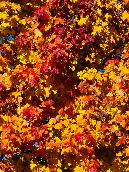 Красочные Осенние Листья Октябре Германии — стоковое фото