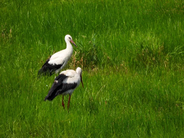 Witte Ooievaar Ciconia Ciconia Een Vogel Uit Familie Ooievaars — Stockfoto