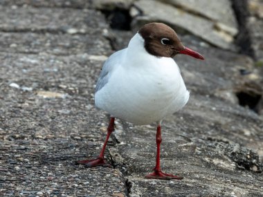 Siyah başlı martı (