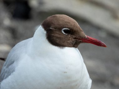 Siyah başlı martı (