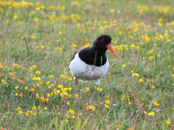 Haematopus Ostralegus Uma Espécie Ave Família Haematopodidae Endêmica Eurásia — Fotografia de Stock