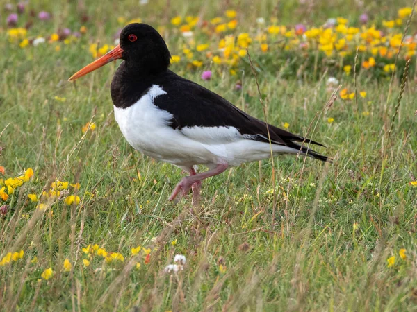 Haematopus Ostralegus Uma Espécie Ave Família Haematopodidae Endêmica Eurásia — Fotografia de Stock