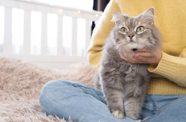 스웨터를 귀여운 소녀가 침대에 고양이와 집에서 집고양이를 쓰다듬는 — 스톡 사진