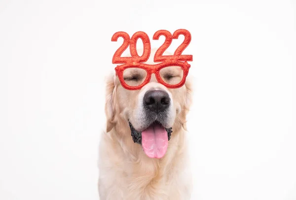 Yeni yıl için 2022 numaralı gözlük takan köpek. Noel için Golden Retriever kırmızı gözlüklü beyaz bir arka planda duruyor. Yeni yıl için evcil bir hayvanla mesajlaşmak için yeri olan bir kartpostal.