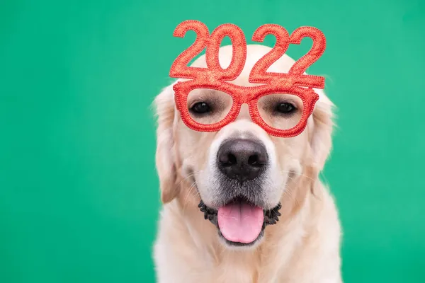Yeni yıl için 2022 numaralı gözlük takan köpek. Noel için Golden Retriever kırmızı gözlüklü yeşil bir arka planda duruyor. Yeni yıl için evcil bir hayvanla mesaj atabileceğin bir yer olan kartpostal..