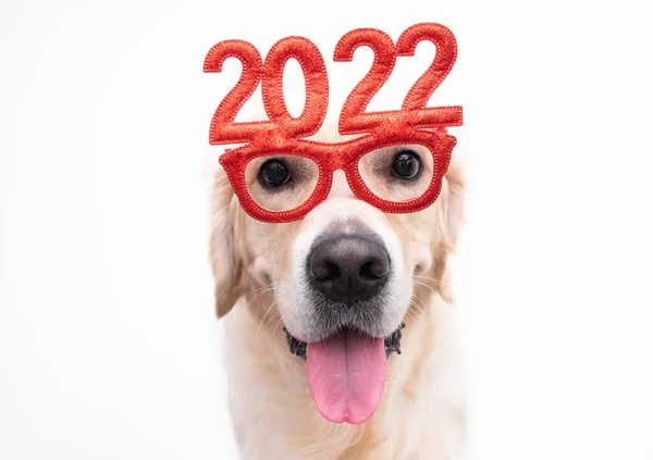 Yeni yıl için 2022 numaralı gözlük takan köpek. Noel için Golden Retriever kırmızı gözlüklü beyaz bir arka planda duruyor. Yeni yıl için evcil bir hayvanla mesajlaşmak için yeri olan bir kartpostal.