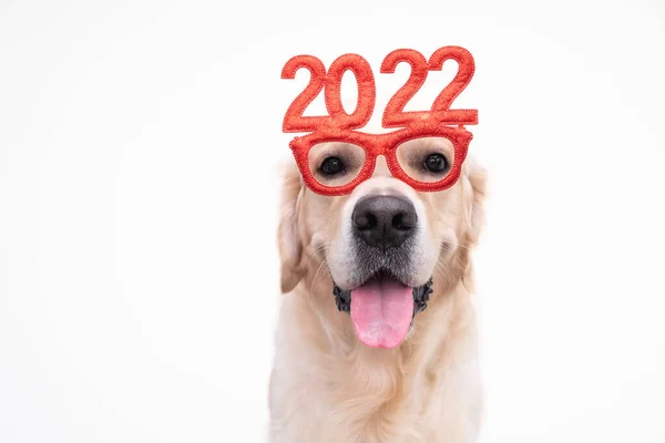 Cão Usando Óculos 2022 Para Ano Novo Golden Retriever Para — Fotografia de Stock