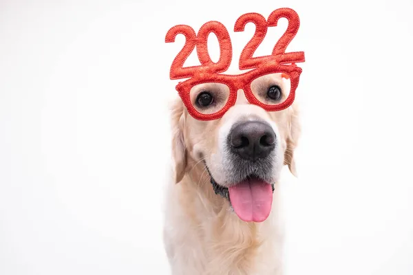 Yeni yıl için 2022 numaralı gözlük takan köpek. Noel için Golden Retriever kırmızı gözlüklü beyaz bir arka planda duruyor. Yeni yıl için evcil bir hayvanla mesajlaşmak için yeri olan bir kartpostal.