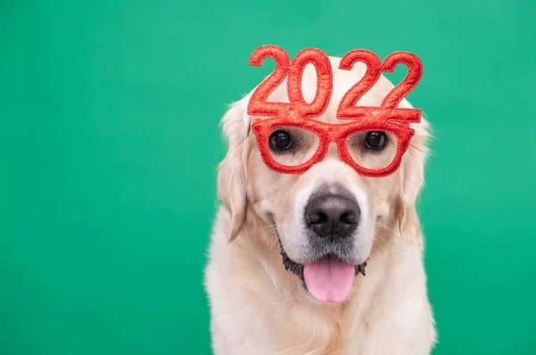 Cão Usando Óculos 2022 Para Ano Novo Golden Retriever Para — Fotografia de Stock