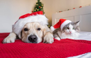 Noel Baba şapkalı bir köpek ve bir kedi Noel ağacının yanında oturuyorlar. Mutlu yıllar ve mutlu Noeller.