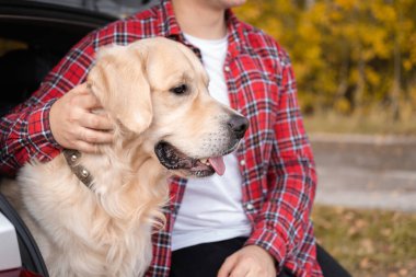 Bir adam köpeğiyle sonbahar ormanında bir arabanın bagajında oturur. Bir evcil hayvanla seyahat etmek. Golden retriever ve sahibinin doğasına bir gezi..