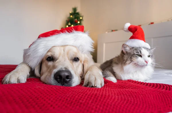 一只狗和一只猫坐在圣诞树旁 头戴圣爪帽 新年快乐 圣诞快乐 — 图库照片