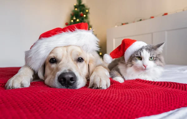 A dog and a cat are sitting near a Christmas tree in santa claus hats. Happy New Year and Merry Christmas