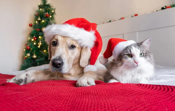 A dog and a cat are sitting near a Christmas tree in santa claus hats. Happy New Year and Merry Christmas