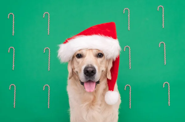 Golden Retriever Kapeluszu Świętego Mikołaja Znajduje Się Zielonym Tle Kartka — Zdjęcie stockowe