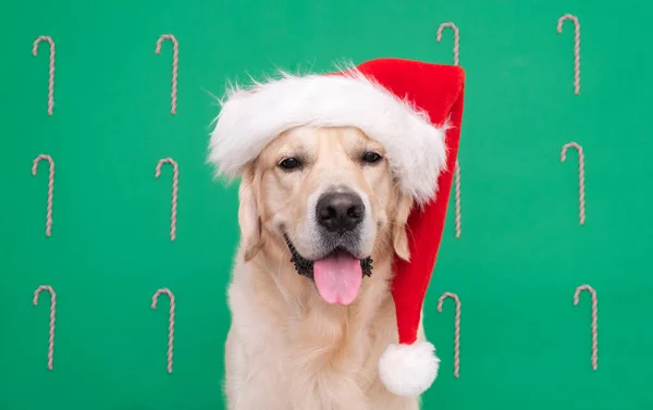 Golden Retriever Kapeluszu Świętego Mikołaja Znajduje Się Zielonym Tle Kartka — Zdjęcie stockowe