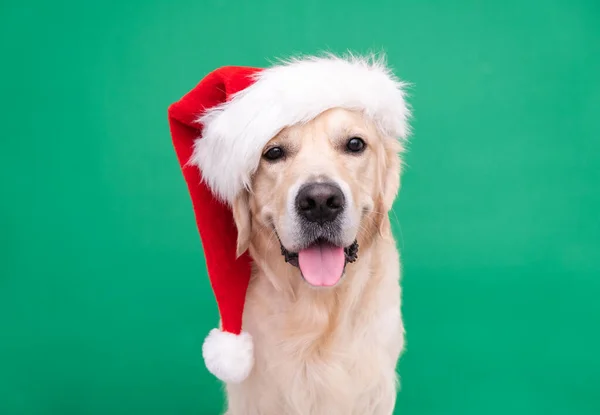 Noel Baba şapkalı Golden Retriever yeşil arka planda oturuyor. Yazmak için yeri olan köpekli Noel kartı