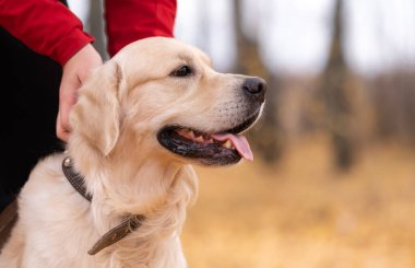 Sonbahar ormanında bir köpeği okşayan bir adam. Golden Retriever sahibi ile birlikte altın sonbaharda parkta yürür..