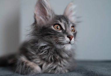 Gri bir ekose üzerinde oturan sevimli gri kedi yavrusu. Şirin bir kedi yavrusu sıcak bir atmosferde battaniyenin üzerinde yatıyor..