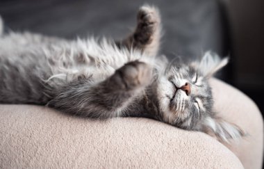 Şirin gri bir kedi yavrusu sahibinin üzerinde tatlı tatlı uyur. Tarafsız renklerde rahat bir atmosferde güzel bir evcil hayvan.