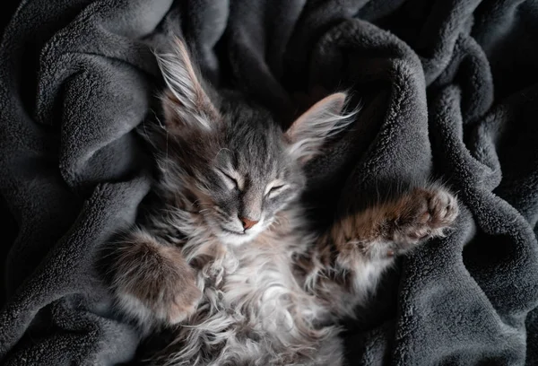 Gatinho Cinza Bonito Dorme Uma Planície Cinza Pequeno Gato Adorável — Fotografia de Stock