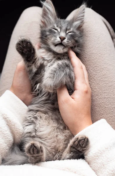 Menina Acaricia Gatinho Adormecido Cinza Bonito Adorável Animal Estimação Dorme — Fotografia de Stock