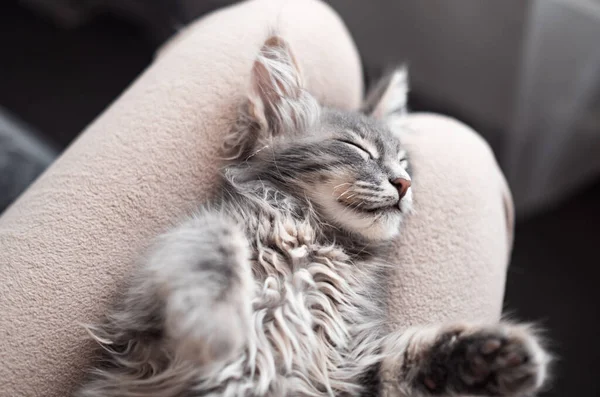一只可爱的灰色小猫咪睡在主人身上很惬意 一只美丽的宠物 在一种中性色彩的舒适氛围中 — 图库照片